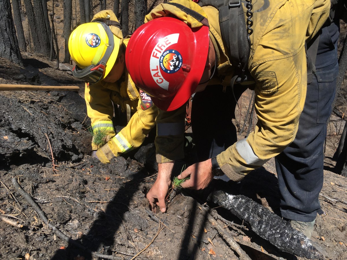 An Update on the Musser & Jarvis Watershed Restoration – and Upcoming Tree&nbsp;Planting!